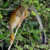 monkey_squirrel_common_la_h_0637_ecu2585.jpg